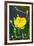 Apricot Flower-Nhiem Hoang The-Framed Giclee Print