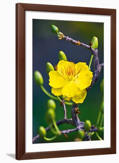 Apricot Flower-Nhiem Hoang The-Framed Giclee Print