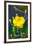 Apricot Flower-Nhiem Hoang The-Framed Giclee Print