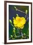 Apricot Flower-Nhiem Hoang The-Framed Giclee Print