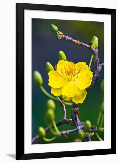 Apricot Flower-Nhiem Hoang The-Framed Giclee Print