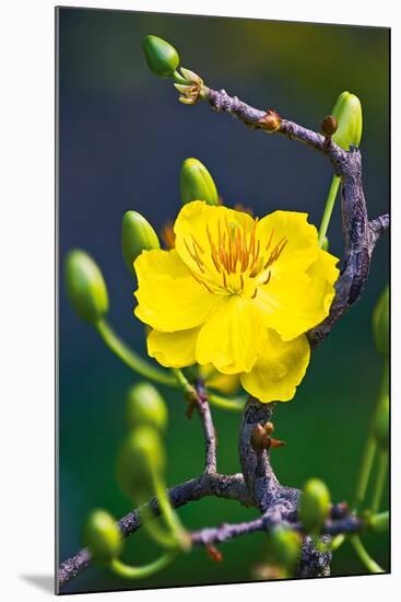 Apricot Flower-Nhiem Hoang The-Mounted Giclee Print