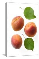 Apricot Fruit and Leaves-null-Stretched Canvas