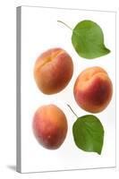 Apricot Fruit and Leaves-null-Stretched Canvas