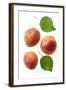 Apricot Fruit and Leaves-null-Framed Photographic Print