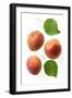 Apricot Fruit and Leaves-null-Framed Photographic Print