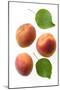 Apricot Fruit and Leaves-null-Mounted Photographic Print