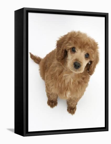 Apricot Miniature Poodle Puppy, 8 Weeks-Mark Taylor-Framed Stretched Canvas