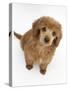 Apricot Miniature Poodle Puppy, 8 Weeks-Mark Taylor-Stretched Canvas