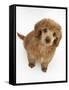 Apricot Miniature Poodle Puppy, 8 Weeks-Mark Taylor-Framed Stretched Canvas