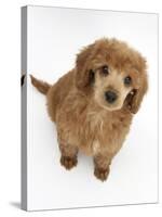 Apricot Miniature Poodle Puppy, 8 Weeks-Mark Taylor-Stretched Canvas