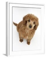 Apricot Miniature Poodle Puppy, 8 Weeks-Mark Taylor-Framed Photographic Print