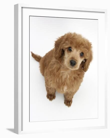 Apricot Miniature Poodle Puppy, 8 Weeks-Mark Taylor-Framed Photographic Print