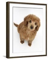 Apricot Miniature Poodle Puppy, 8 Weeks-Mark Taylor-Framed Photographic Print