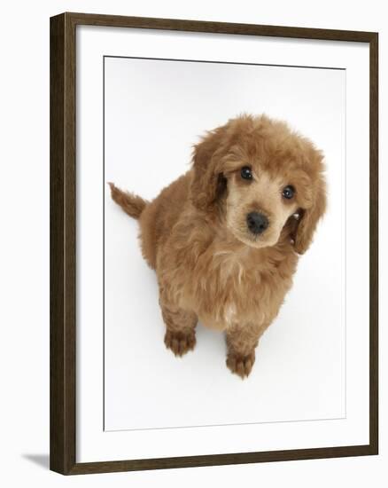 Apricot Miniature Poodle Puppy, 8 Weeks-Mark Taylor-Framed Photographic Print