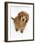 Apricot Miniature Poodle Puppy, 8 Weeks-Mark Taylor-Framed Photographic Print