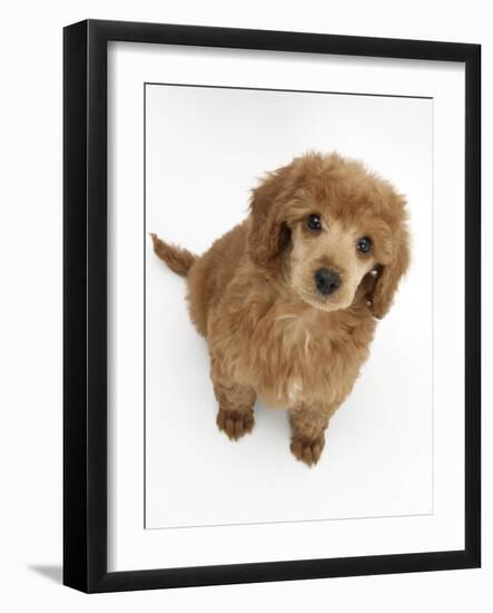Apricot Miniature Poodle Puppy, 8 Weeks-Mark Taylor-Framed Photographic Print