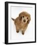 Apricot Miniature Poodle Puppy, 8 Weeks-Mark Taylor-Framed Photographic Print