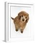 Apricot Miniature Poodle Puppy, 8 Weeks-Mark Taylor-Framed Photographic Print