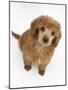 Apricot Miniature Poodle Puppy, 8 Weeks-Mark Taylor-Mounted Photographic Print