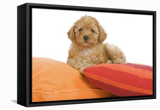 Apricot Poodle on Cushions-null-Framed Stretched Canvas