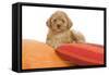 Apricot Poodle on Cushions-null-Framed Stretched Canvas
