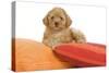 Apricot Poodle on Cushions-null-Stretched Canvas