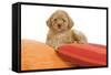 Apricot Poodle on Cushions-null-Framed Stretched Canvas