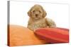 Apricot Poodle on Cushions-null-Stretched Canvas