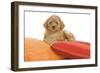 Apricot Poodle on Cushions-null-Framed Photographic Print