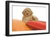 Apricot Poodle on Cushions-null-Framed Photographic Print