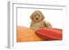 Apricot Poodle on Cushions-null-Framed Photographic Print