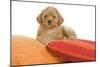 Apricot Poodle on Cushions-null-Mounted Photographic Print