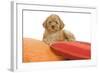 Apricot Poodle on Cushions-null-Framed Photographic Print