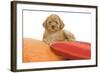 Apricot Poodle on Cushions-null-Framed Photographic Print