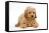 Apricot Poodle Puppy in Studio-null-Framed Stretched Canvas