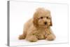 Apricot Poodle Puppy in Studio-null-Stretched Canvas
