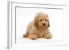 Apricot Poodle Puppy in Studio-null-Framed Photographic Print