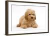 Apricot Poodle Puppy in Studio-null-Framed Photographic Print