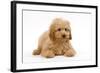 Apricot Poodle Puppy in Studio-null-Framed Photographic Print