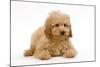 Apricot Poodle Puppy in Studio-null-Mounted Photographic Print