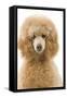 Apricot Poodle-null-Framed Stretched Canvas