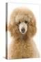 Apricot Poodle-null-Stretched Canvas