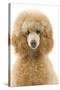 Apricot Poodle-null-Stretched Canvas