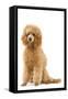 Apricot Poodle-null-Framed Stretched Canvas