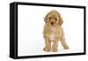 Apricot Poodle-null-Framed Stretched Canvas