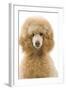 Apricot Poodle-null-Framed Photographic Print