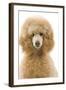 Apricot Poodle-null-Framed Photographic Print