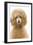 Apricot Poodle-null-Framed Photographic Print