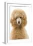 Apricot Poodle-null-Framed Photographic Print